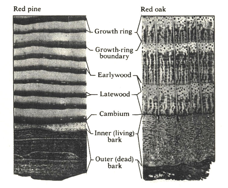 growth-rings